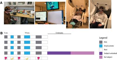 Neuromapping olfactory stimulation using magnetoencephalography - visualizing smell, a proof-of-concept study